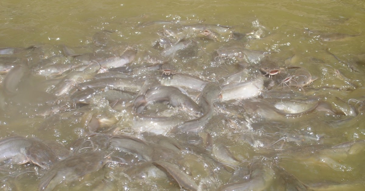 Banjir Embun: BETERNAK LELE: ILMU DASAR DAN FOTO KOLAM 