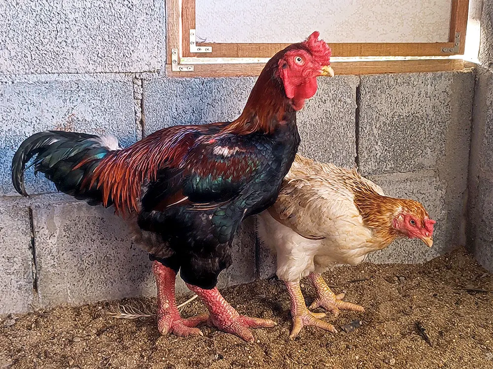 ไก่ตีนโต Dong Tao ไก่ขาใหญ่ เวียดนาม วิธีเลี้ยง การเพาะพันธุ์