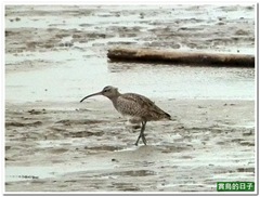 20110115_153849_115_Kinmen