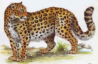 Leopardo de Amur