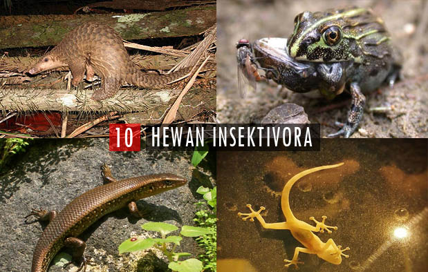 10 Contoh Hewan dan Tumbuhan Insektivora beserta 