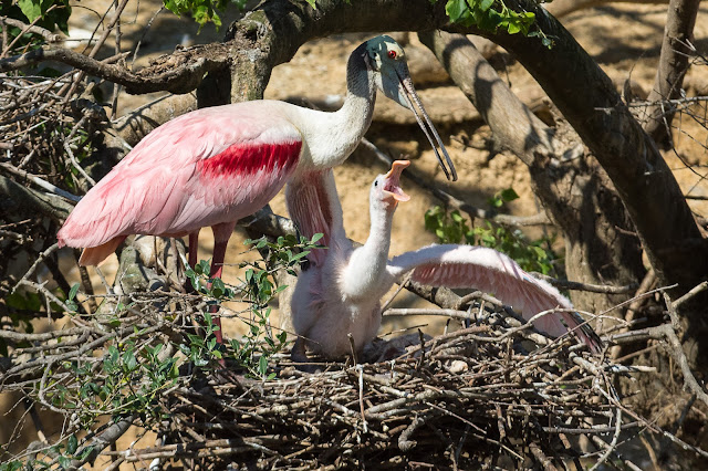 Roseate Spoonbill Adult and Baby, Smith Oaks Sanctuary