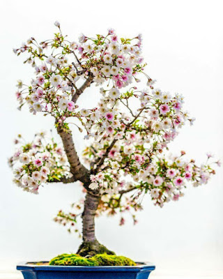 pink-white-flower-plant