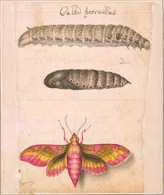 Small elephant hawk moth (Deilephila porcellus), caterpillar, and pupa