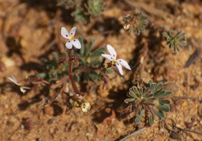 Stylidium sp