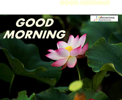 Good Morning Flowers, Morning Flowers,