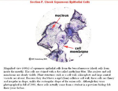simple animal cell with labels. of animal cell Columnar,