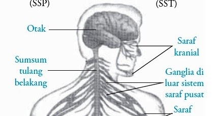Sistem Saraf Tepi (Perifer) Manusia : Struktur Fungsi Bagian
