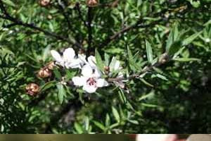 Brief of Manuka Honey