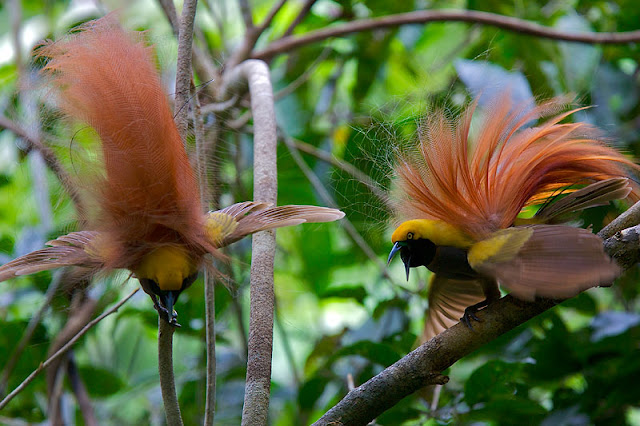 New Guinea Birds Of Paradise