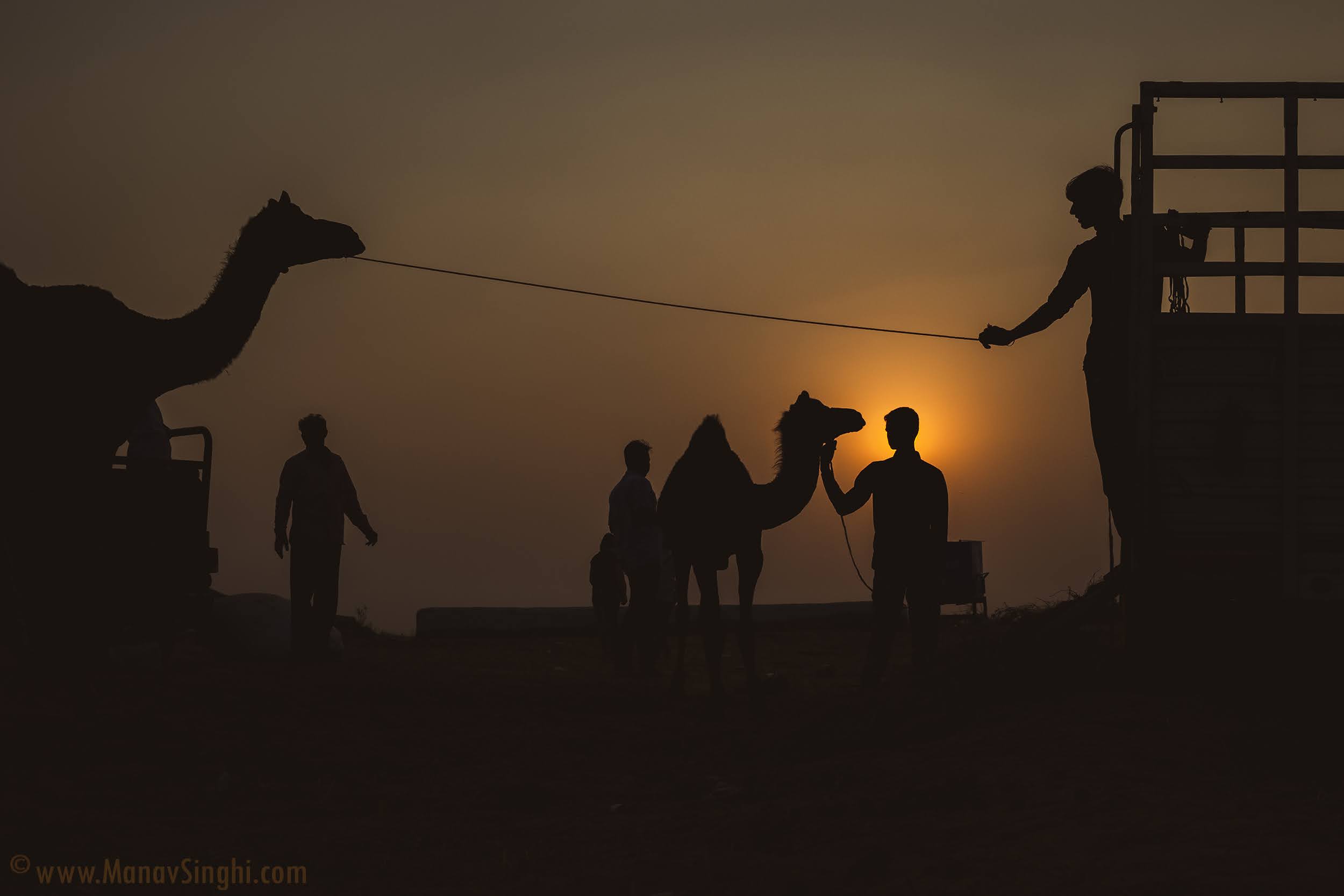 Pushkar Camel Fair Rajasthan