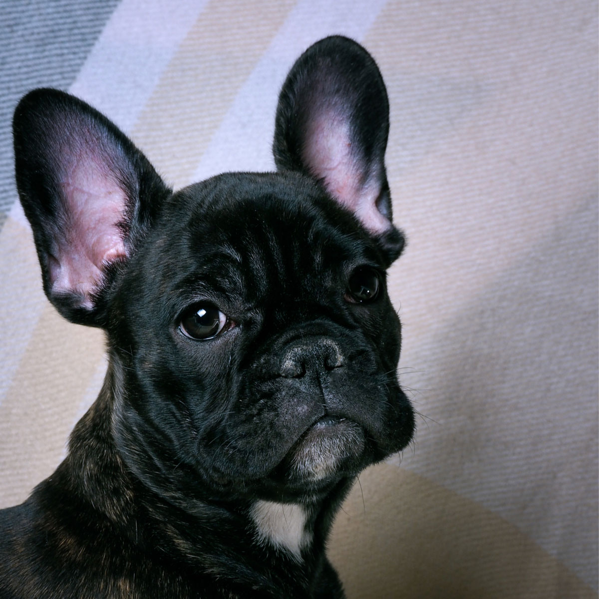 Which Dog Breeds Are The Best Alternatives To The French Bulldog Guide