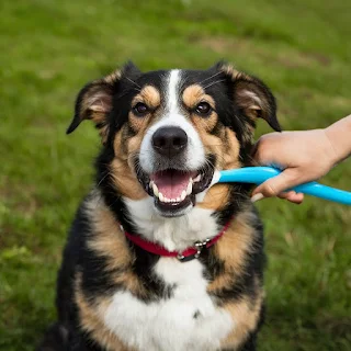 تنظيف اسنان الكلب