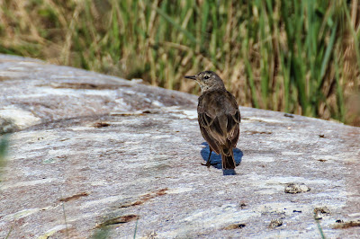 Wetterpiper - Waterpieper - Anthus spinoletta