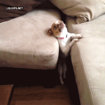 Dog stuck between couch