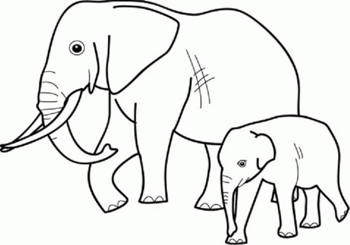 Sketsa Gambar Hewan Gajah