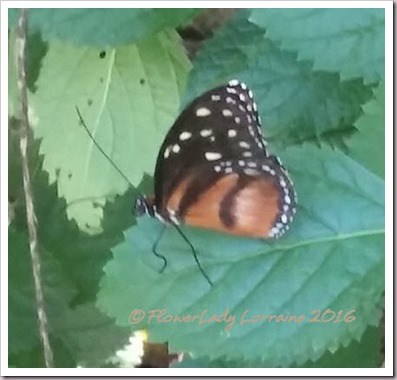 10-22-butterfly