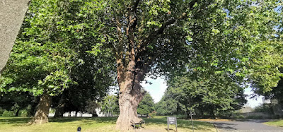 King's Inns Park, el Árbol Hambriento.