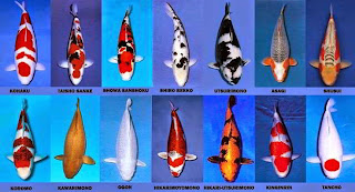 Ikan Koi, jenis-jenis ikan koi, budidaya ikan koi, ternak ikan koi, macam-macam ikan koi