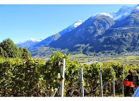 vines of la viggni de crest aosta valley