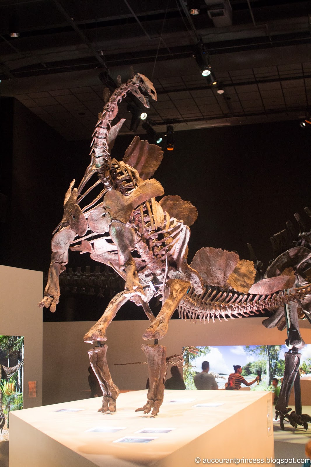 Houston Museum of Natural Science: Things To Do in Houston, Texas, USA