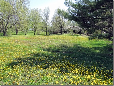 frontgrass4-29-13d