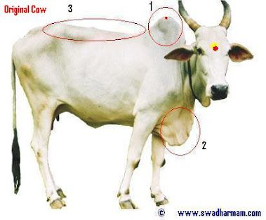 Original Desi Cow Features