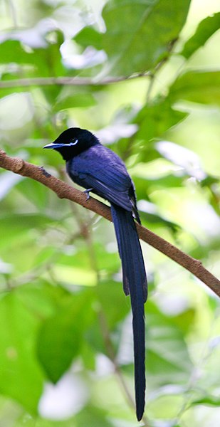 Seychelles Paradise-flycatcher