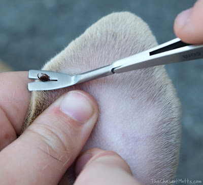 Removing a tick with TickEase Tick Removal Tool