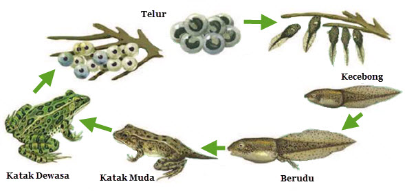 Gambar Siklus Hidup Hewan  Mikirbae Metamorfosis Katak 