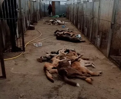 Russos deixam os cães morrerem de fome e sede