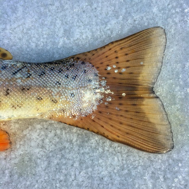  What is the functions of fins and gills of a fish