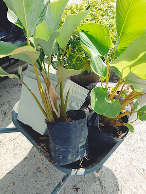 Shopping Pasu Dan Pokok Bunga Untuk Kebun Kecilku