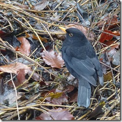 blackbird