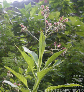 Nicotiana otophora