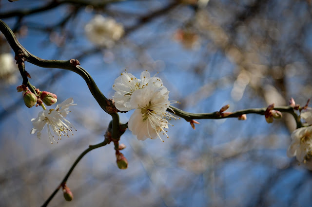 White flowers of Prunus mume 'Contorta'