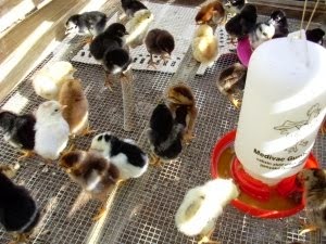 Cara Merawat Anak Ayam Bangkok Usia 1 Hingga 6 Bulan