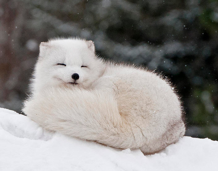 animal you arctic fox the arctic fox lives in a part of the cold end ...