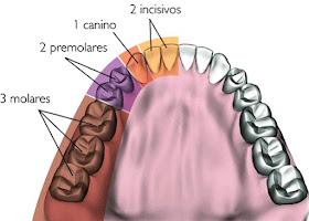 Dientes indicando sus tipos