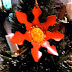 K-Cup Poinsettia Ornament