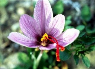 Saffron, Rempah Rempah Termahal Di Dunia [ www.BlogApaAja.com ]