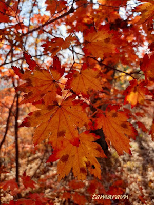 Клён ложнозибольдов (Acer pseudosieboldianum)