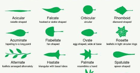 Bio Family 13 Leaf Morphology