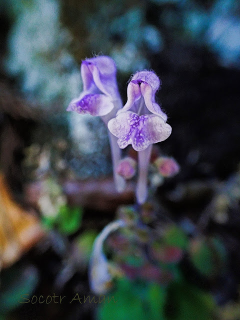 Scutellaria indica