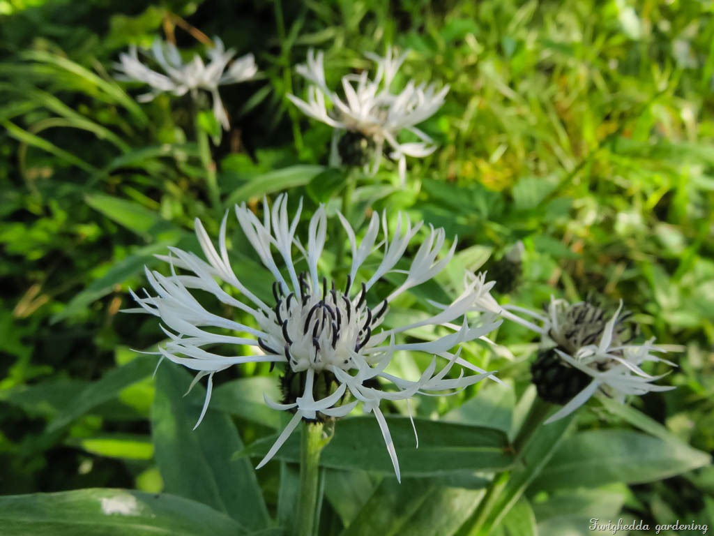 centaurea