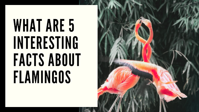 What are 5 interesting facts about flamingos? Tg Animals
