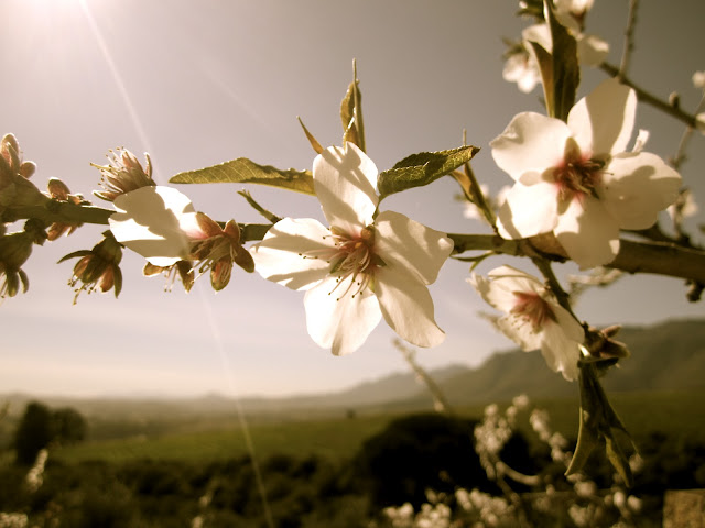 Beautiful early blossoms of Spring. (Hidden Valley, Helderberg, August 2011)