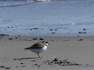 Pluvier semipalmé - Charadrius semipalmatus