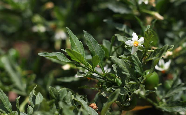 Solanum Pseudocapsicum