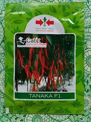 bibit cabe tanaka